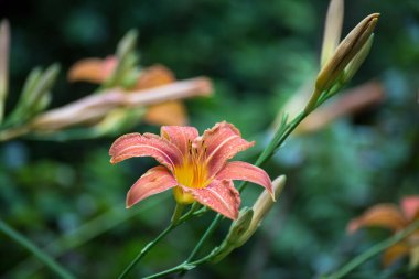 Kamu bahçesindeki turuncu zambak çiçeklerine yakın çekim