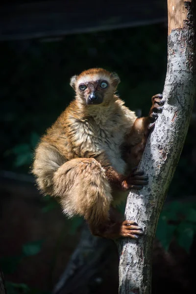 Πορτρέτο Του Maki Catta Lemur Κάθεται Στο Κλαδί Στον Ήλιο — Φωτογραφία Αρχείου