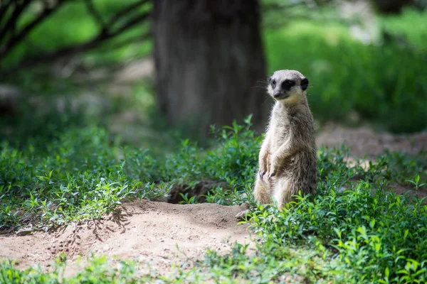 Portrait Suricate Debout Sur Terre — Photo