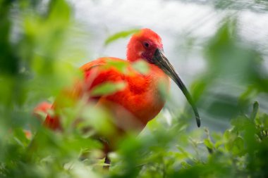 Ağaçta duran kızıl aynak portresi