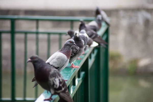 group of pigeons standing on metallic fence in the city