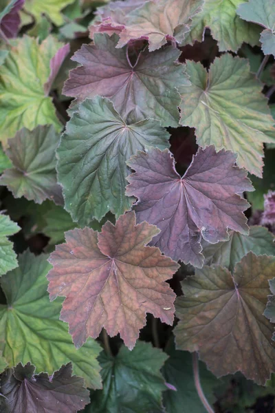 Primer Plano Hojas Púrpuras Jardín Público — Foto de Stock