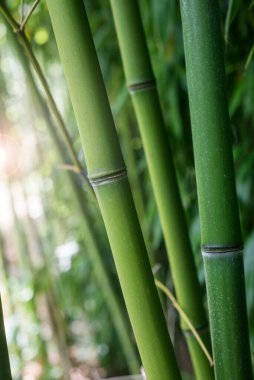 Japon bahçesindeki bambu ormanına yakın bir yerde. 