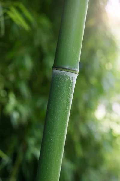 Närbild Bambuskog Japansk Trädgård — Stockfoto