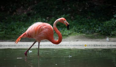 Hayvanat bahçesinde suda yürüyen pembe flamingo portresi.