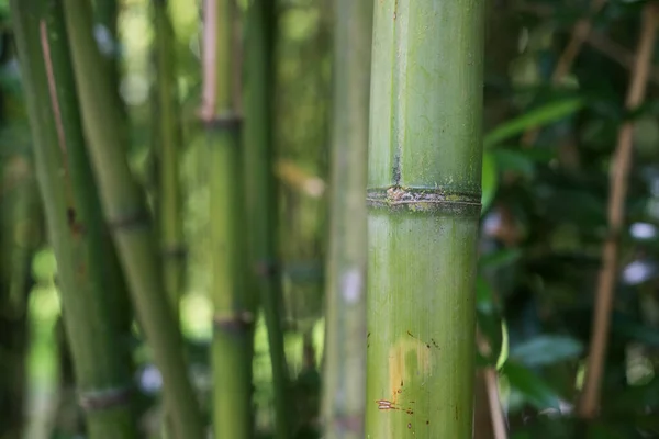 Zbliżenie Bambusowego Lasu Japońskim Ogrodzie — Zdjęcie stockowe