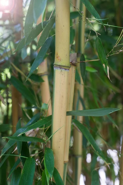 Närbild Bambuskog Japansk Trädgård — Stockfoto