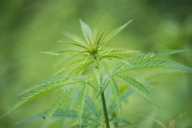 Bir tarlada kenevir yapraklarının yakın çekimi