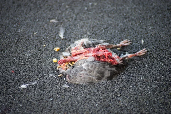 Nahaufnahme Toter Taube Auf Der Straße Abgestürzt — Stockfoto