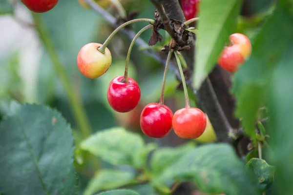 Close Van Kers Vruchten Een Kers Boom Een Tuin — Stockfoto