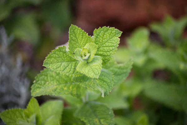 Detailní Záběr Rostlinu Zeleninové Zahradě — Stock fotografie