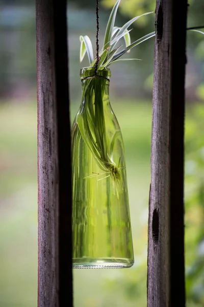 Fechar Planta Suspensa Uma Garrafa Transparente Jardim — Fotografia de Stock