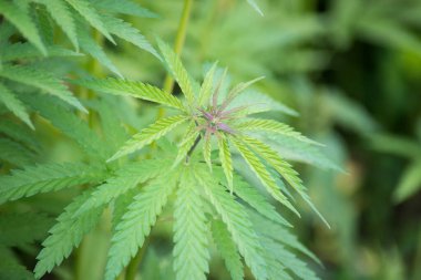 Bir tarlada kenevir yapraklarının yakın çekimi