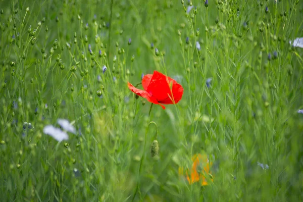 Gros Plan Fleurs Sauvages Pavot Dans Une Prairie — Photo