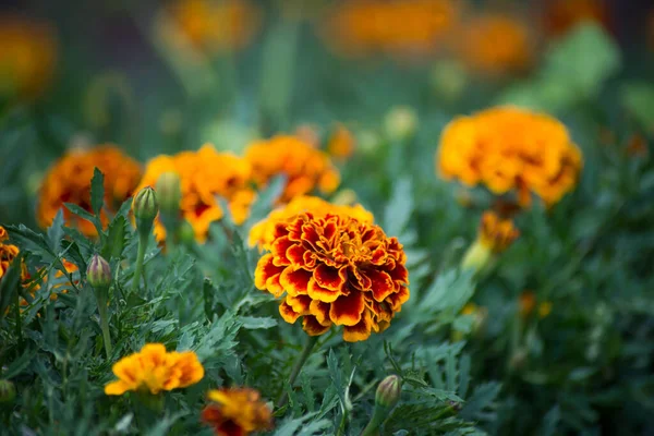 Zbliżenie Pomarańczowy Kolor Marigold Kwiaty Publicznym Ogrodzie — Zdjęcie stockowe