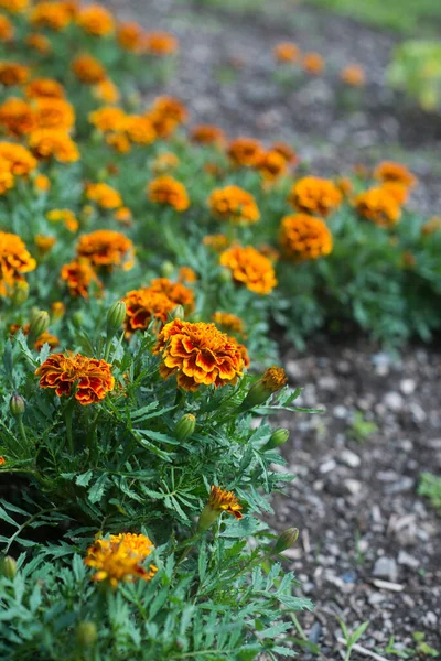 Closeup Orange Color Marigold Flowers Public Garden — Stock Photo, Image