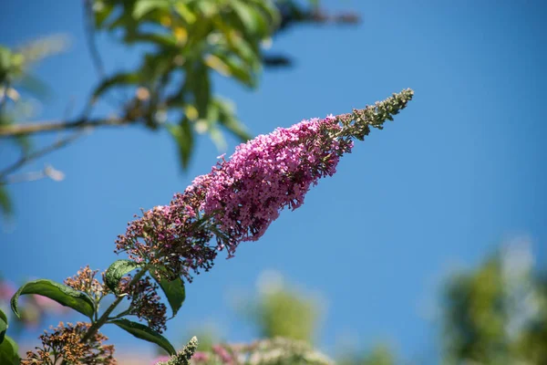 Primer Plano Flor Buddleia Rosa Sobre Fondo Cielo Borroso — Foto de Stock