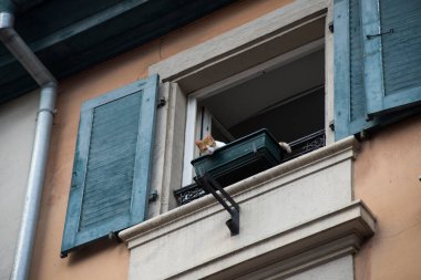 Caddenin penceresinden bakan kahverengi kedinin portresi