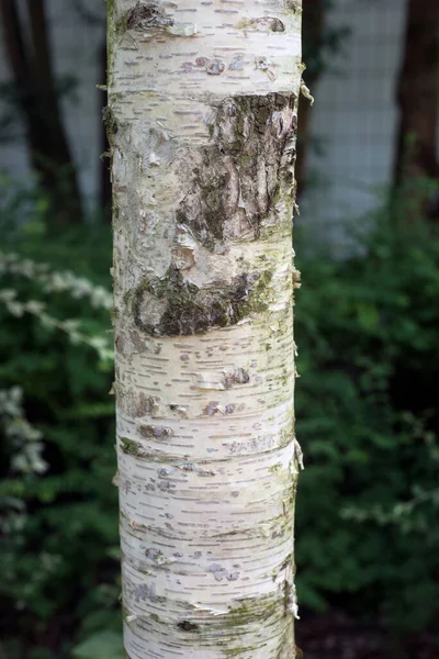 Gros Plan Tronc Bouleau Dans Parc Urbain — Photo