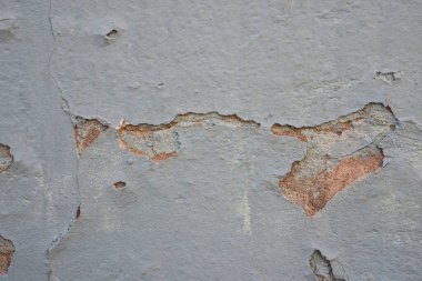 Mavi kabuklu duvar dokusuna yakın plan