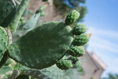 Dikenli armutlar - Hintli incir opuntia (O fius-indica)