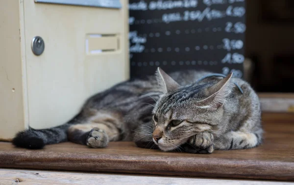 Caddedeki Pencerede Duran Soyulmuş Kedi Portresi — Stok fotoğraf