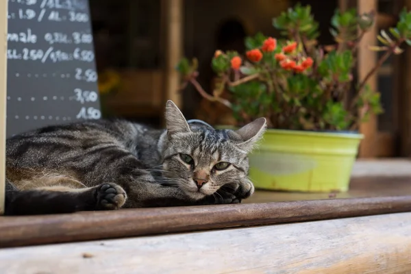 Ritratto Gatto Spogliato Sdraiato Alla Finestra Della Strada — Foto Stock