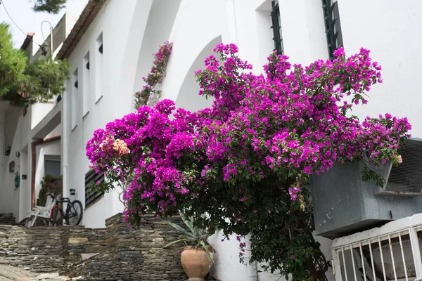 スペインの伝統的な家の紫色のブーゲンビリアの花の閉鎖 — ストック写真