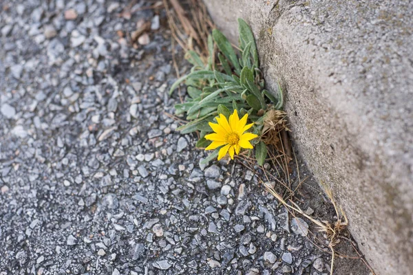 Closeup Yellow Flower Growing Road Stock Image