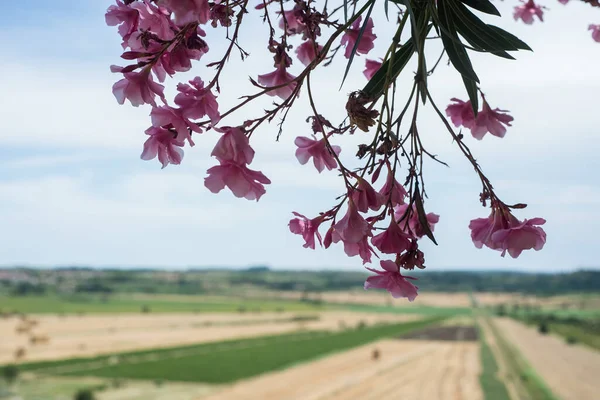 Primer Plano Flores Adelfa Nerium Rosa Sobre Fondo Paisaje Rural —  Fotos de Stock