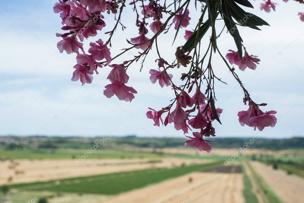 Closeup of pink nerium oleander flowers on rural landscape background 