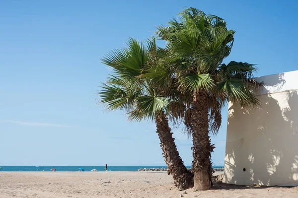 Palme Sulla Spiaggia Valras Nel Sud Della Francia — Foto Stock