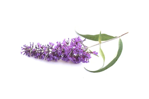 Närbild Buddleia Davidii Blomma Och Blad Vit Bakgrund — Stockfoto