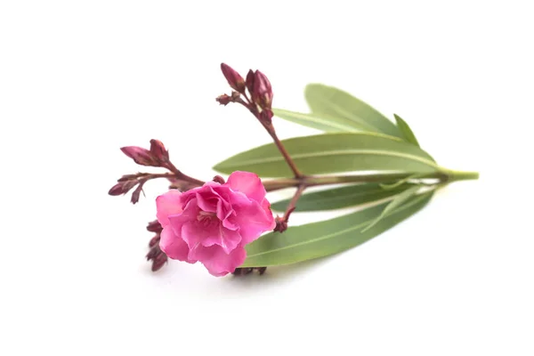 Nahaufnahme Von Rosa Blüte Und Blättern Von Nerium Oleander Auf — Stockfoto