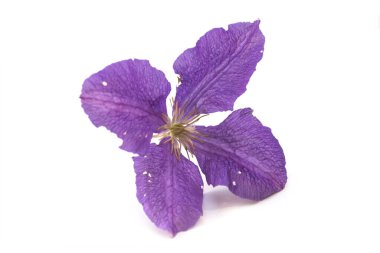 Beyaz arkaplanda mor klematis çiçeğinin yakın çekimi