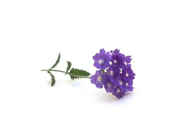 Nahaufnahme Von Lila Lantana Blume Auf Weißem Hintergrund — Stockfoto