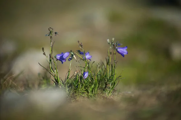 Grupa Fioletowej Campanula Łące — Zdjęcie stockowe