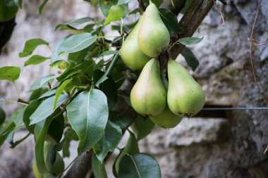 Sebze bahçesindeki ağaç dalındaki yeşil armutlara yakın çekim