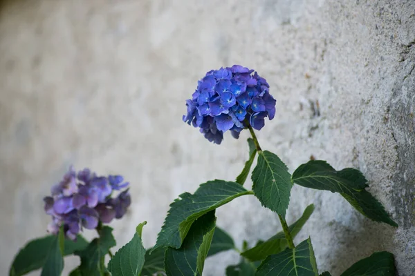 closeup of blue flowers of hydrangea in a private garden