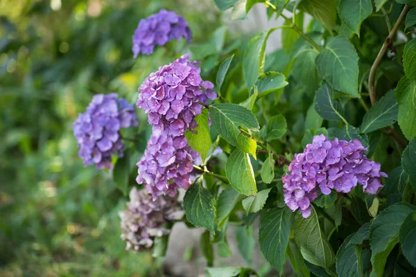 Primer Plano Flores Azules Hortensia Jardín Privado — Foto de Stock