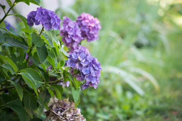 Primer Plano Las Flores Azules Hortensia Jardín Privado Hortensia Macrophylia — Foto de Stock