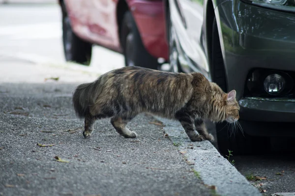 Caddede Park Halindeki Arabaların Yanındaki Kaldırımda Yürüyen Kahverengi Çizgili Kedi — Stok fotoğraf