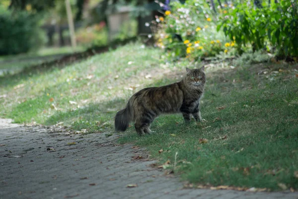 정원에서 고양이의 — 스톡 사진