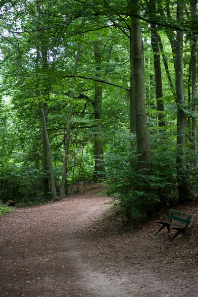 Vista Árboles Grandes Bosque Para Verano — Foto de Stock