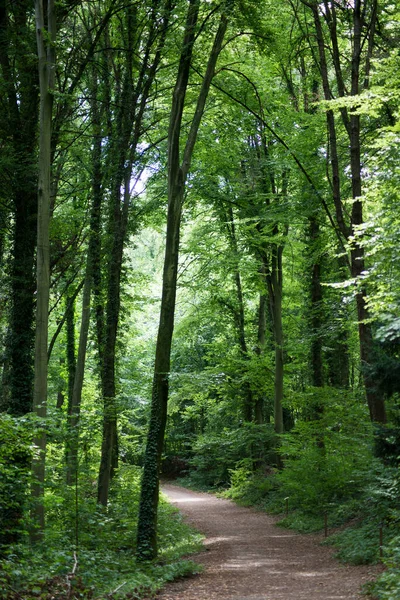 Vista Árboles Grandes Bosque Para Verano — Foto de Stock