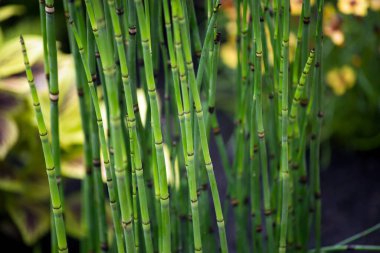 Japon bahçıvanı Equisetum Hyemale 'in At Kuyruğu Fabrikası' na yakın.