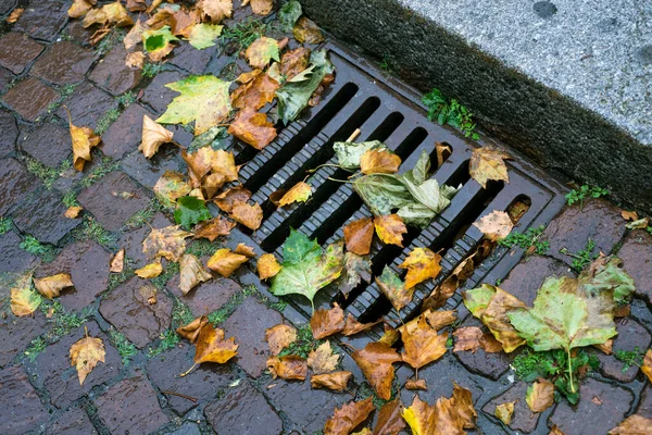 Sokakta Kanalizasyon Izgarasını Tıkayan Sonbahar Yapraklarına Yakın Çekim — Stok fotoğraf