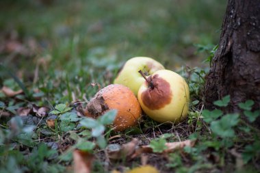Bahçede yerde çürük elmalar var.