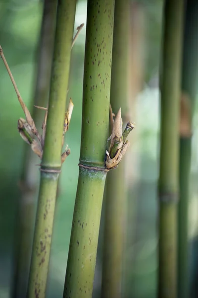 Primo Piano Della Foresta Bambù Giardino Tropicale — Foto Stock