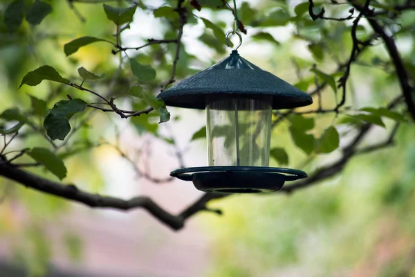 Gros Plan Nichoir Suspendu Sur Une Branche Arbre Dans Jardin — Photo